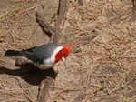Brazilian Red Cap Cardinal
